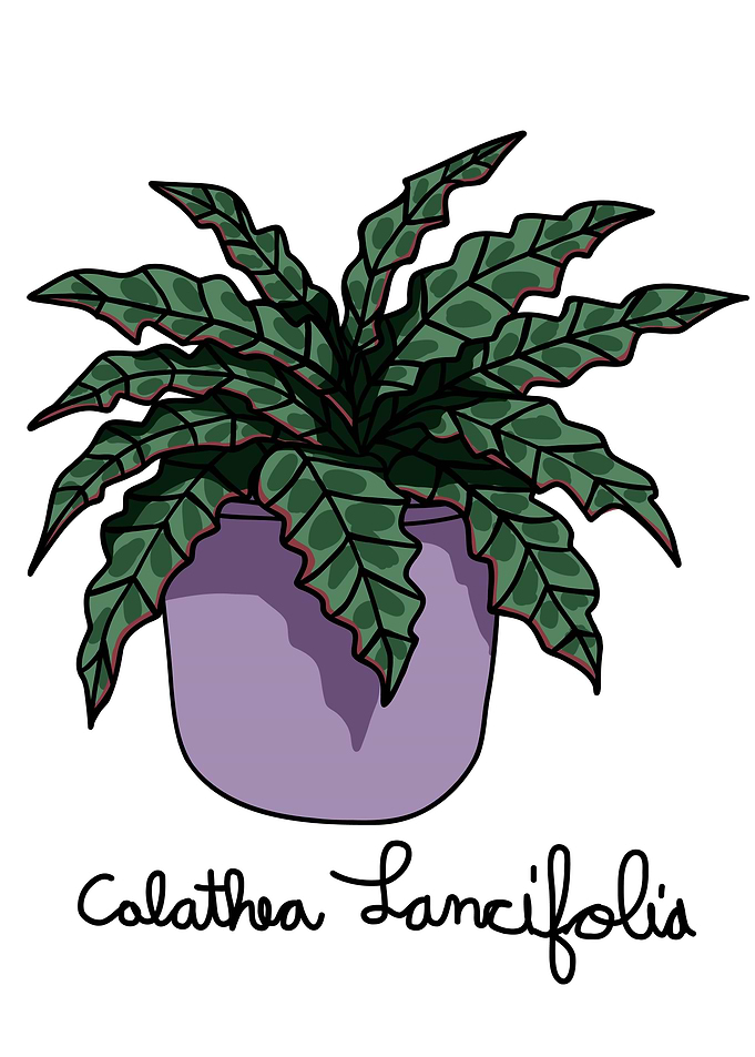 Calathea Lancifolia plant