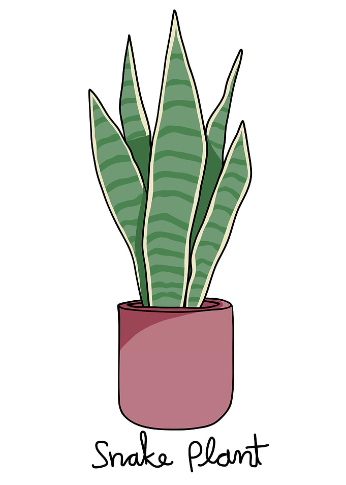 Snake Plant