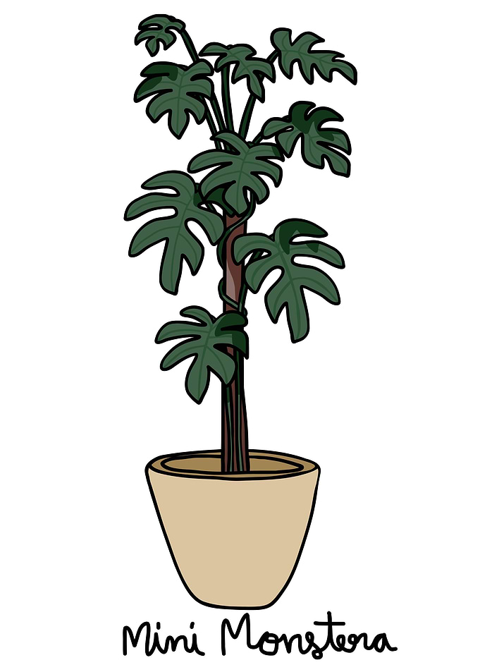 Mini Montera plant