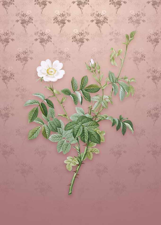 Vintage White Downy Rose