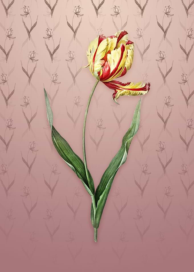 Vintage Didiers Tulip