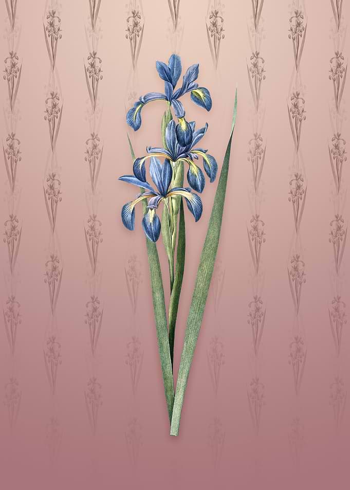 Blue Iris on Dusty Pink