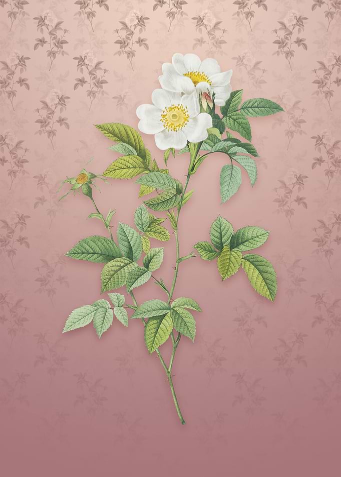 Vintage White Anjou Roses