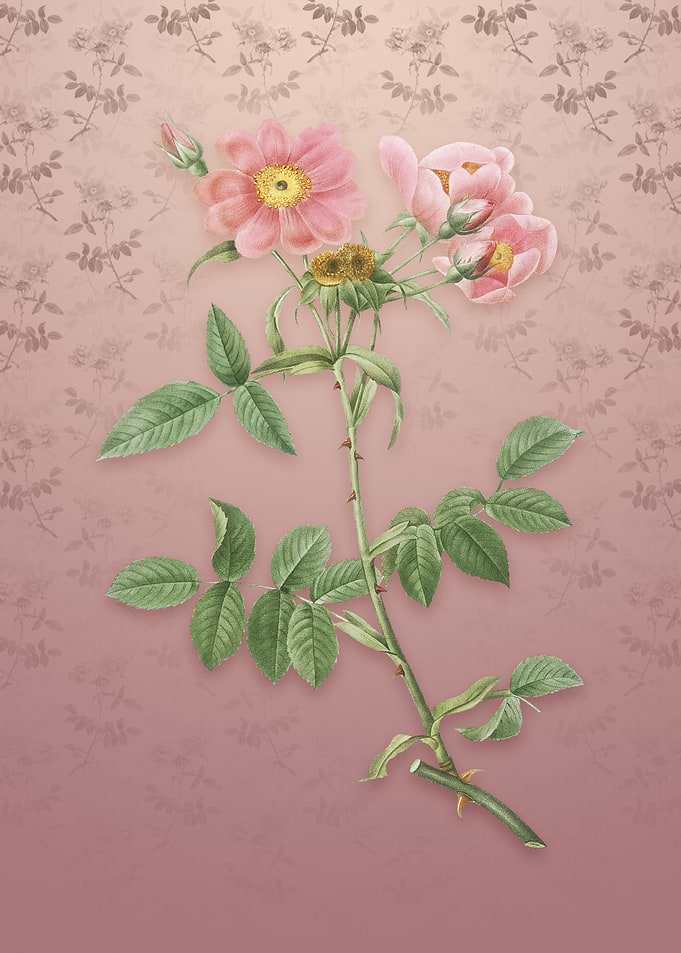 Lady Monson Rose Bloom