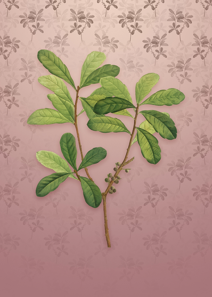 Vintage Northern Bayberry