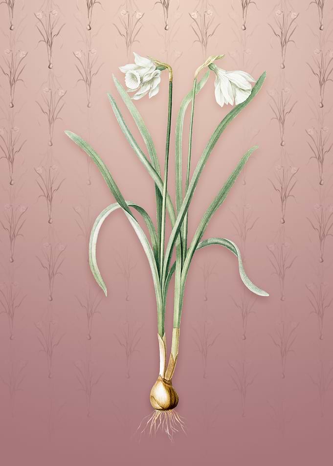 Narcissus Candidissimus