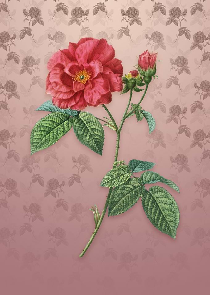 Vintage Apothecary Rose