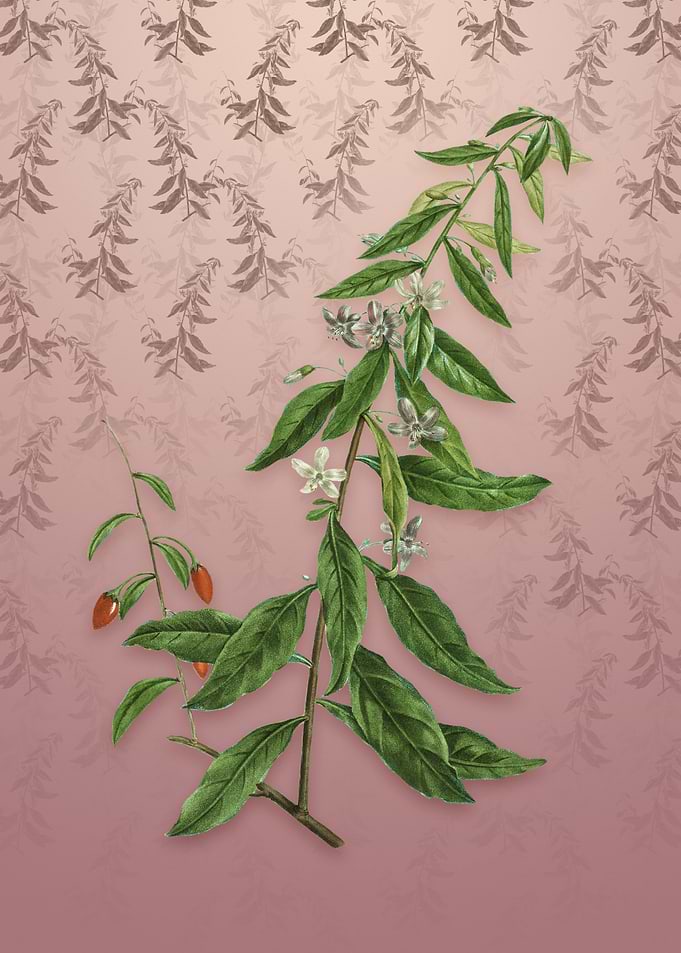 Vintage Goji Berry Tree