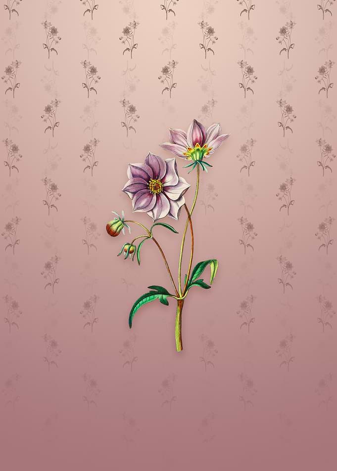 Vintage Dwarf Dahlia