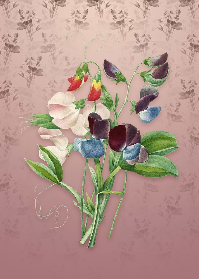 Sweet Pea on Dusty Pink