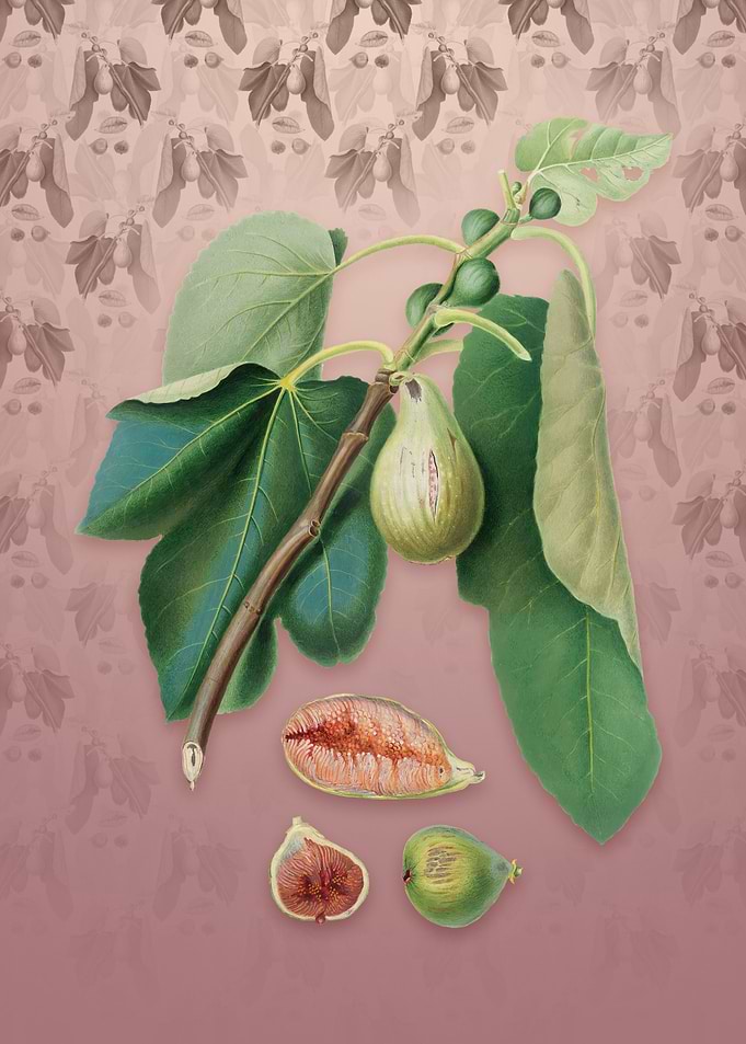 Monaco Fig on Dusty Pink