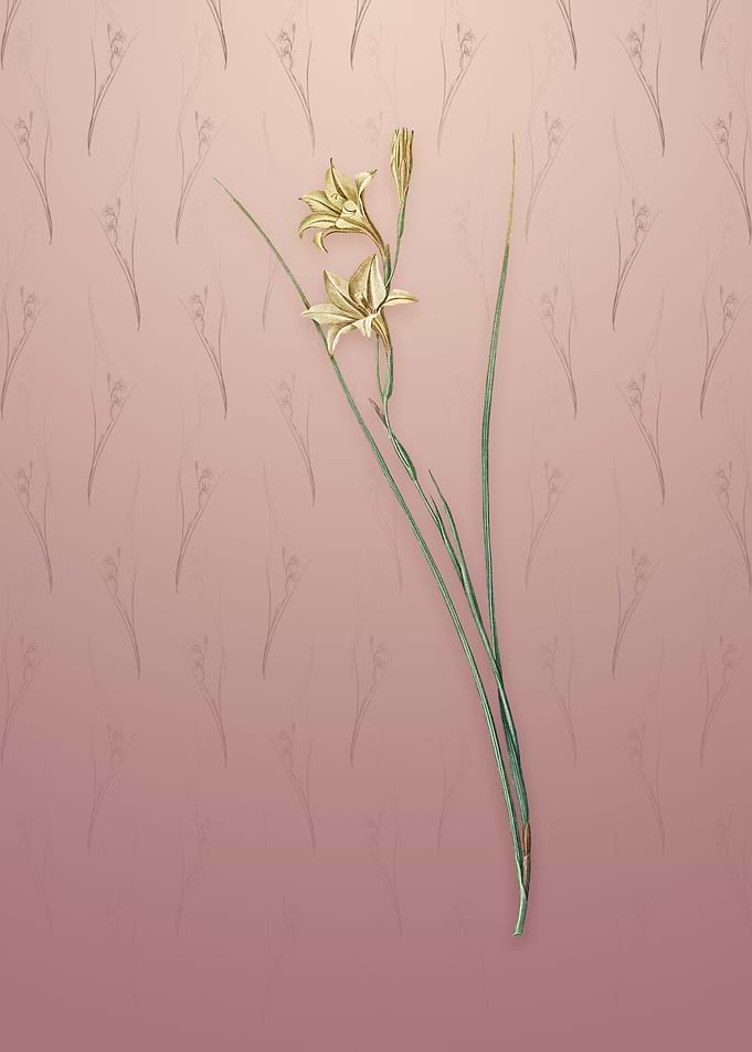 Gladiolus on Dusty Pink
