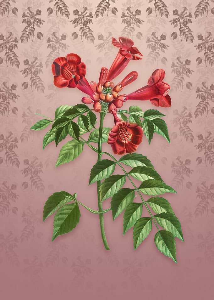 Vintage Trumpet Vine