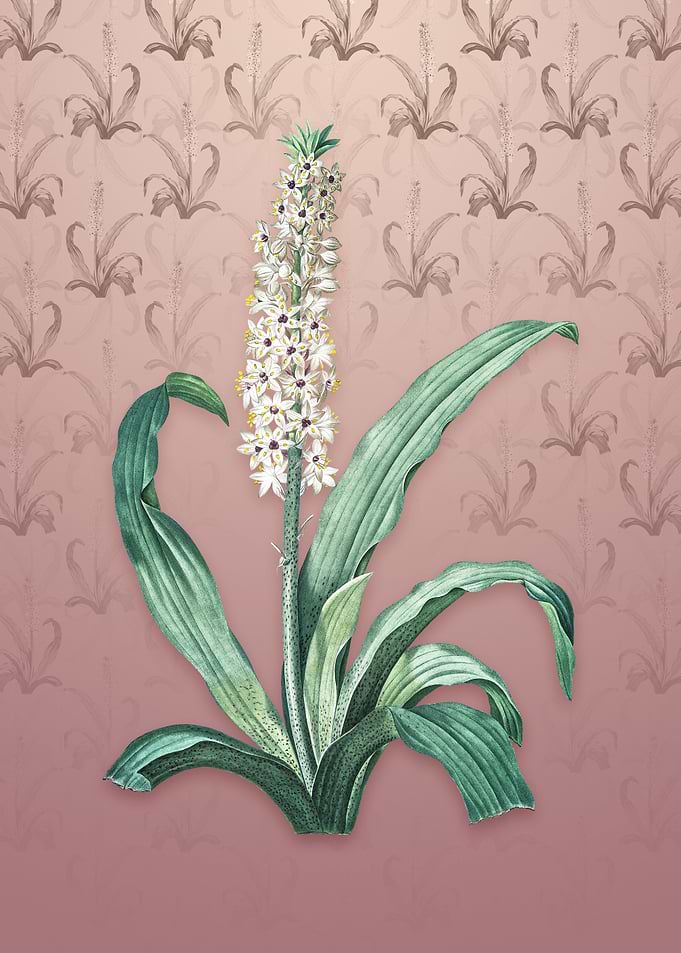 Vintage Eucomis Punctata