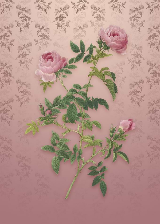 Vintage Rose of the Hedges