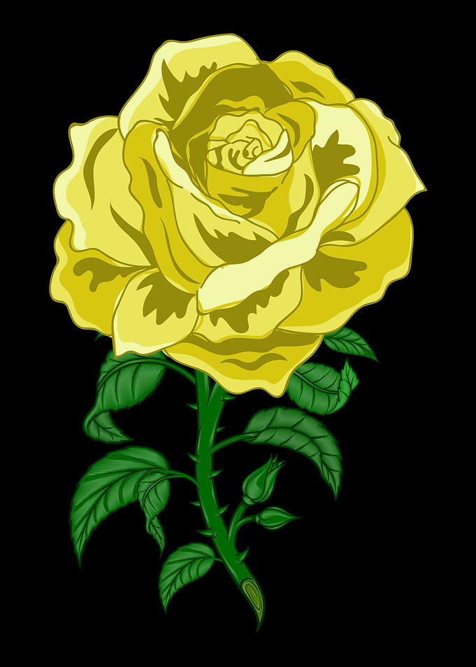 Rose Garden Roses