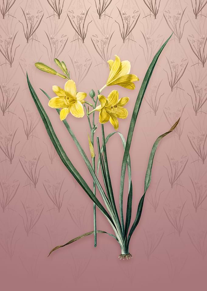 Daylily on Dusty Pink