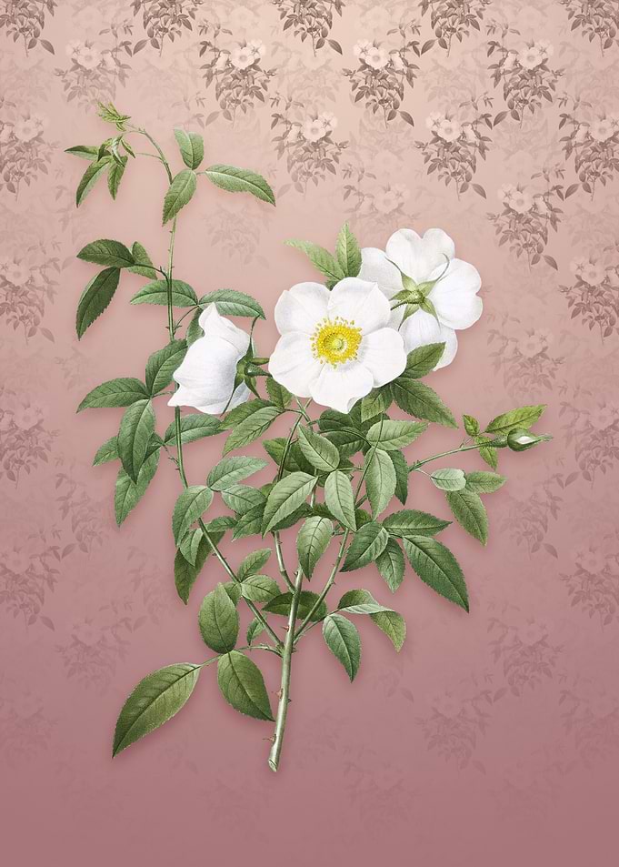 Vintage White Rose of Snow