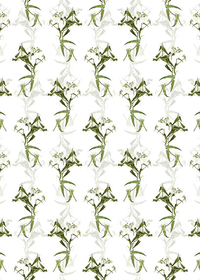 Rough Bindweed Pattern