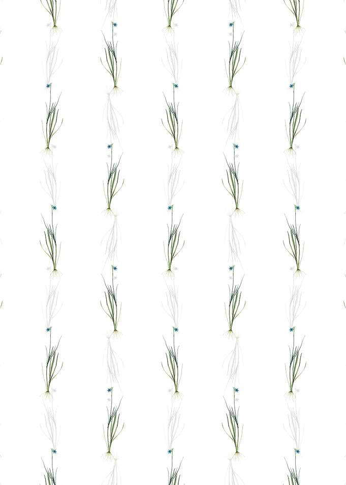 Blue eyed grass Pattern