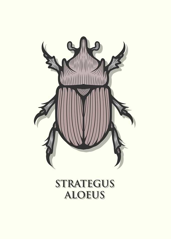 Ox Beetle