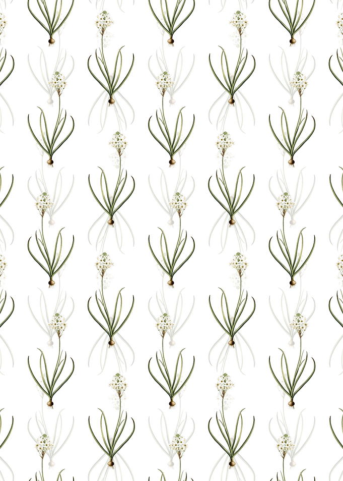 Arabian Starflower Pattern
