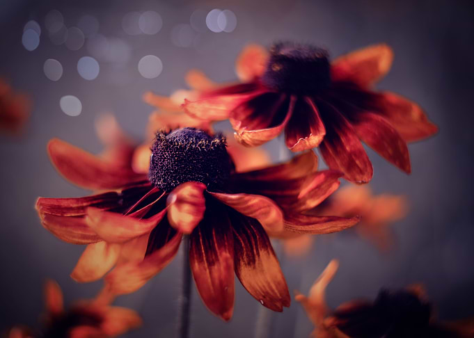 Red flowers, garden, macro