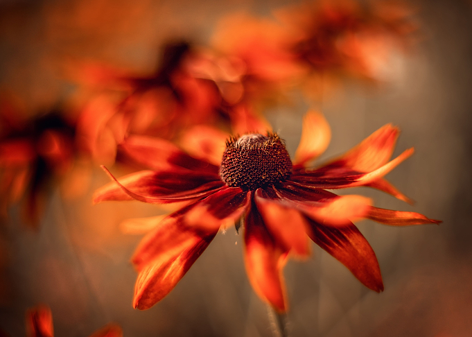 Orange flowers in garden