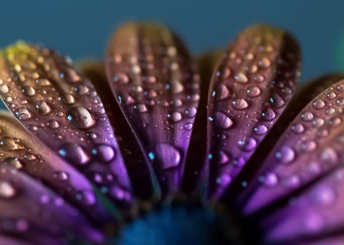 Beauty Close Up