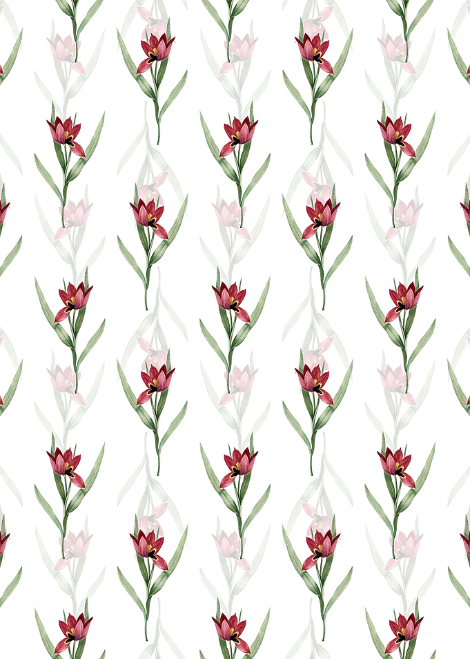 White Tulipa Oculus Colis