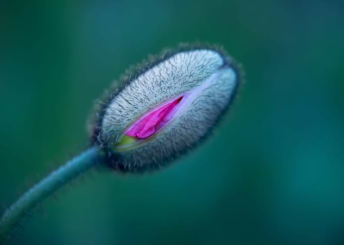 Spring Mood