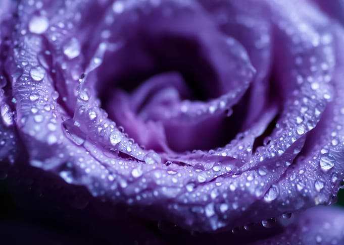 Into The Rose