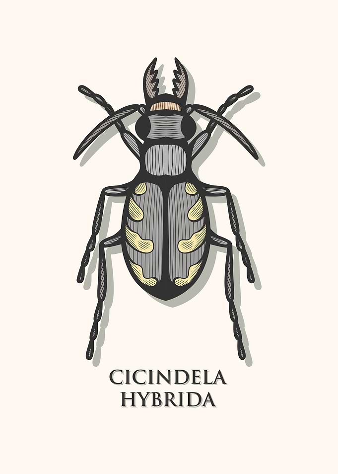 Northern Dune Tiger Beetle