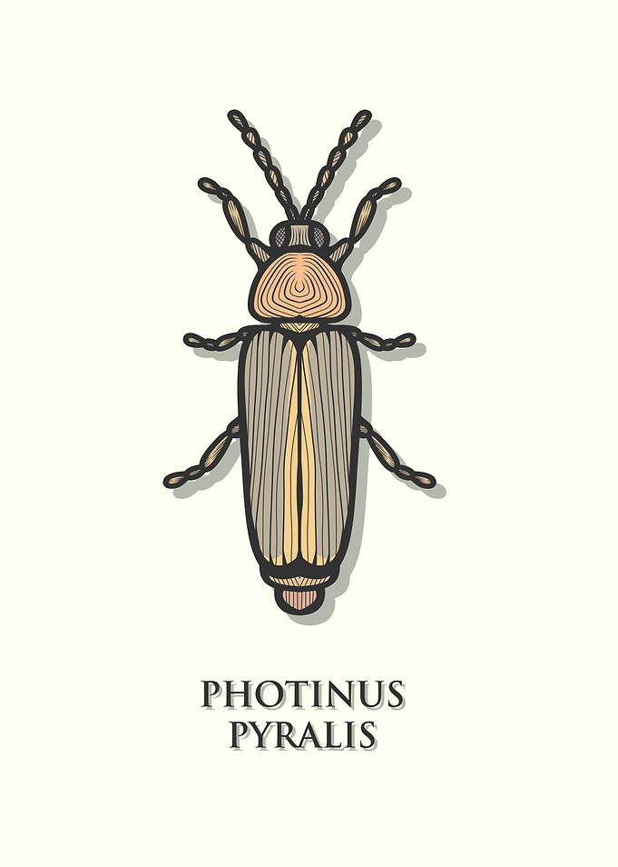 Eastern Firefly