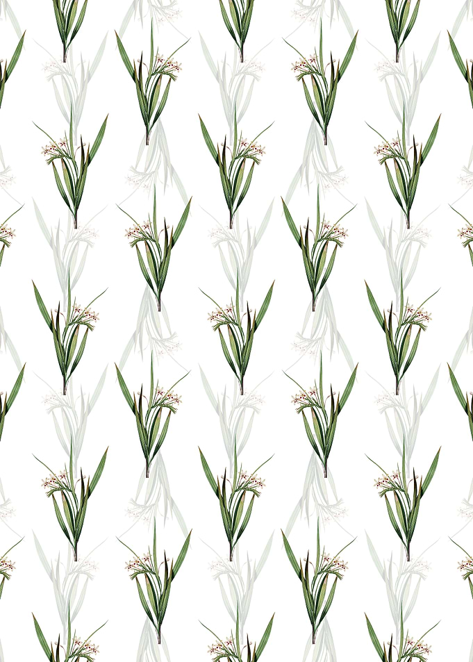 White Baboon Root Pattern