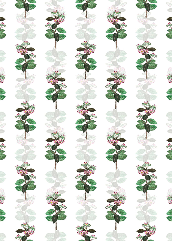 Tall Calotropis Flower