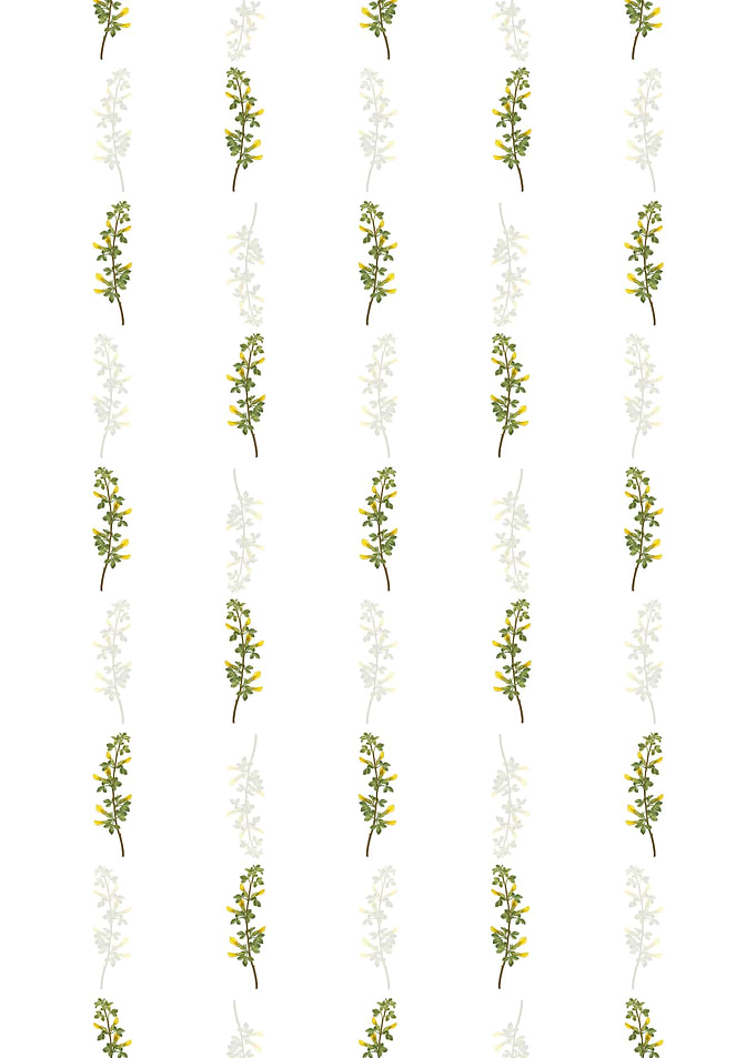 Common Cytisus Pattern