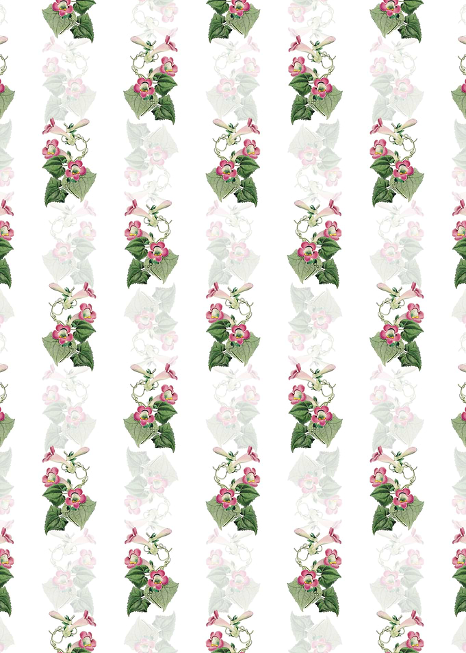 Blushing Lophospermum