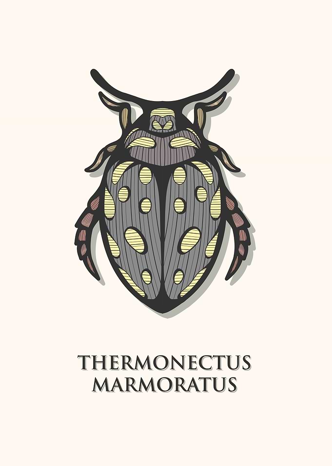 Sunburst Diving Beetle