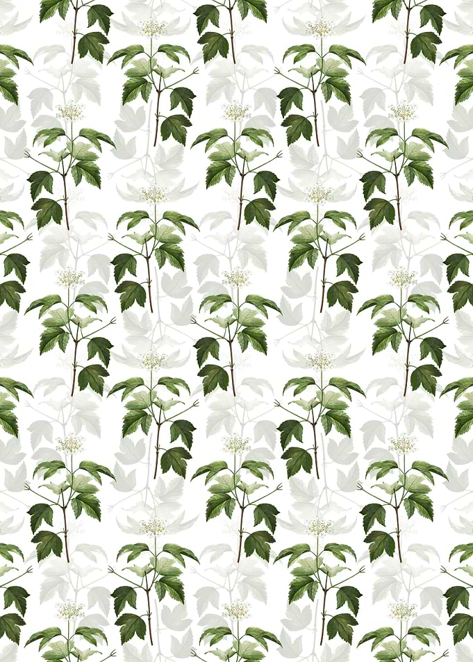 White Guelder Rose Pattern