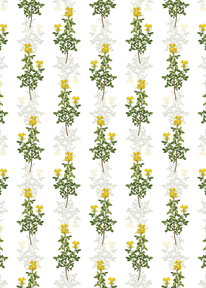 Common Cytisus Pattern