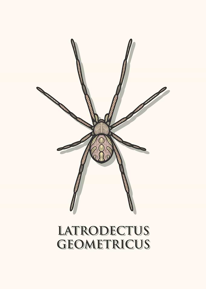 Brown Widow Spider