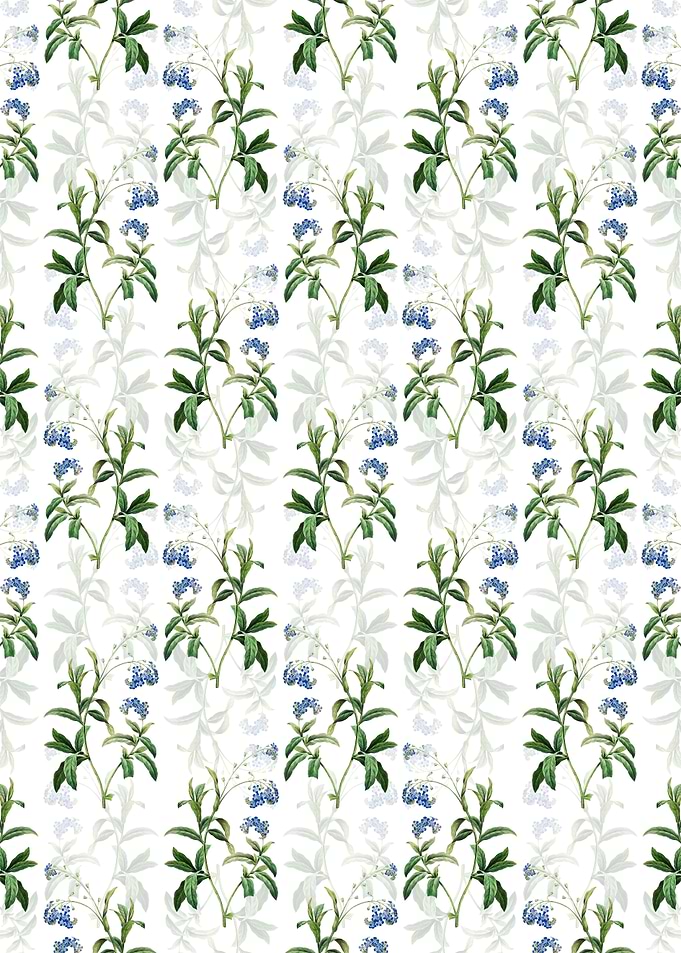 White Water Forget Me Not