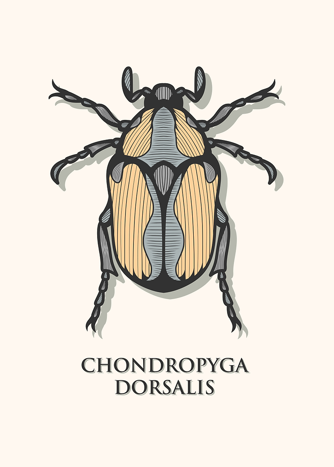 Cowboy Beetle