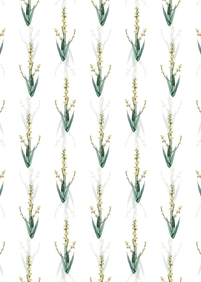 Pale Yellow Eyed Grass