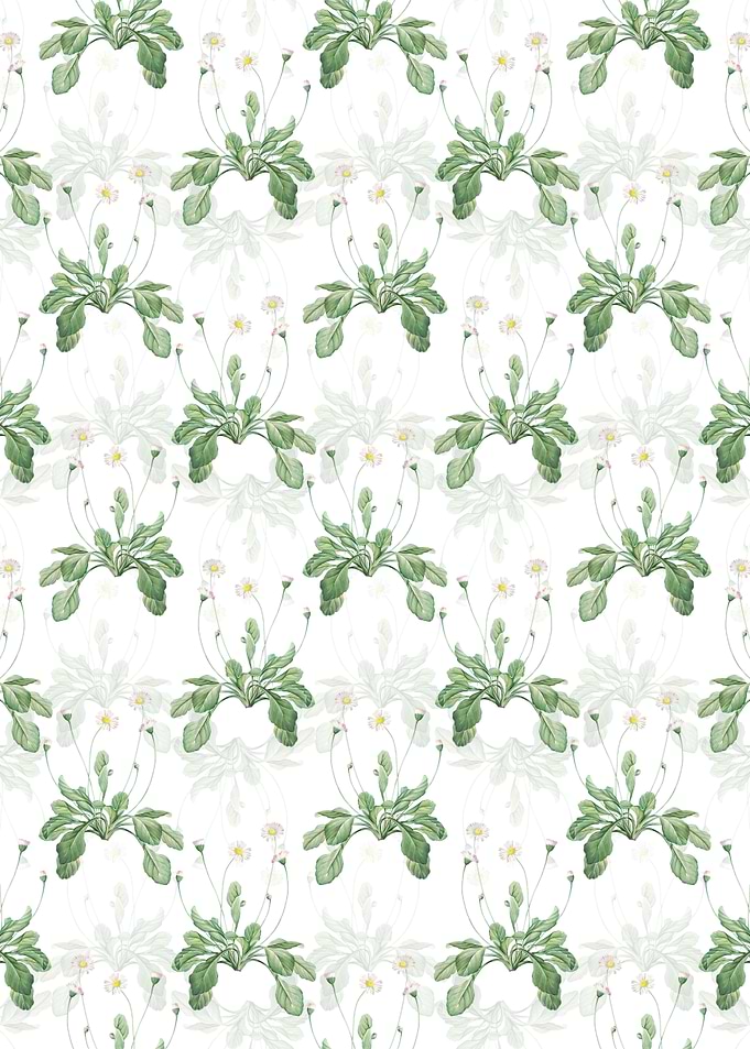 White Floral Daisy Pattern