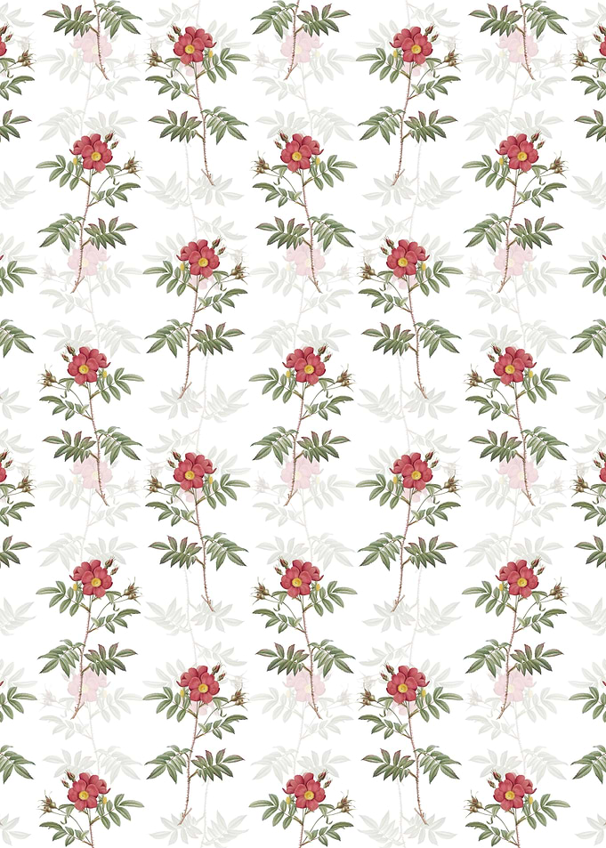 White Rosa Redutea Glauca