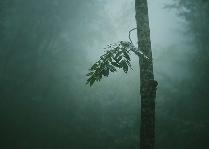 The Twig