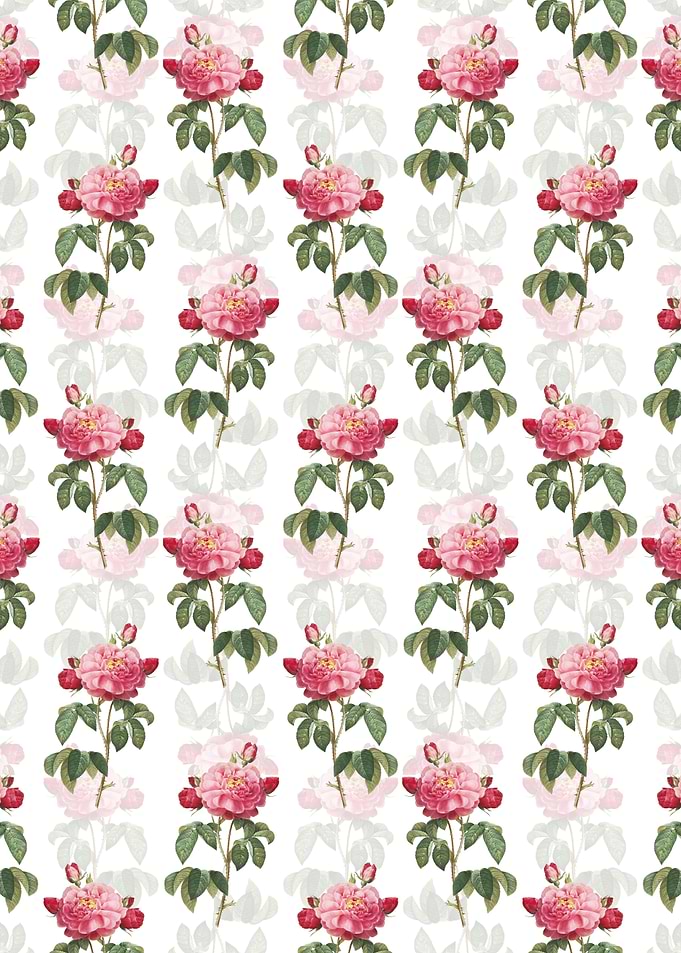 Duchess of Orleans Rose