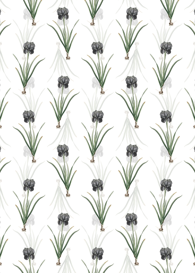 Mourning Iris Pattern